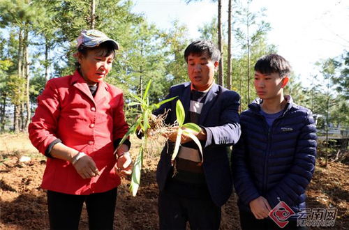 罗平歹墨村 白芨产业铺就致富新路