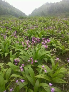 贵州华科金农御贵草白芨种植 多元合作模式助力农户致富
